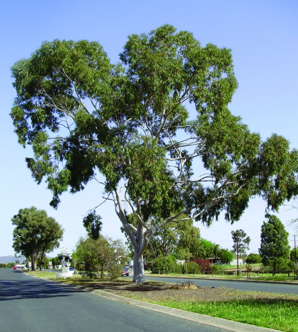Lemon Scented Gum (Corymbia citriodora) is a common tree species found in the Park Lands and is part of the Greening Street Tree Palettes