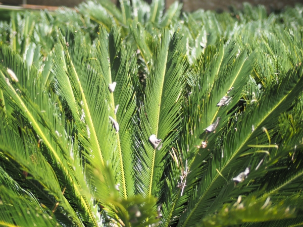 Cycads (Macrozamia communis) are a part of the Greening Planting Palettes and can be used in city Squares