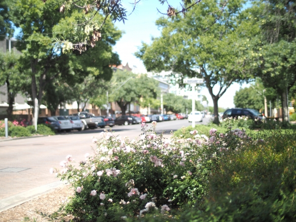 In a Village Street feature plantings at key junctions and facilities can help to reinforce the garden planting themes of private residences