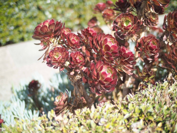 The Aeonium species of plants is used in both the North and South and Civic and Contemporary Planting Palettes