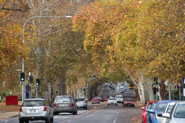 Park Lands Avenues such as Frome Street provide a connection between the Park Lands and the city