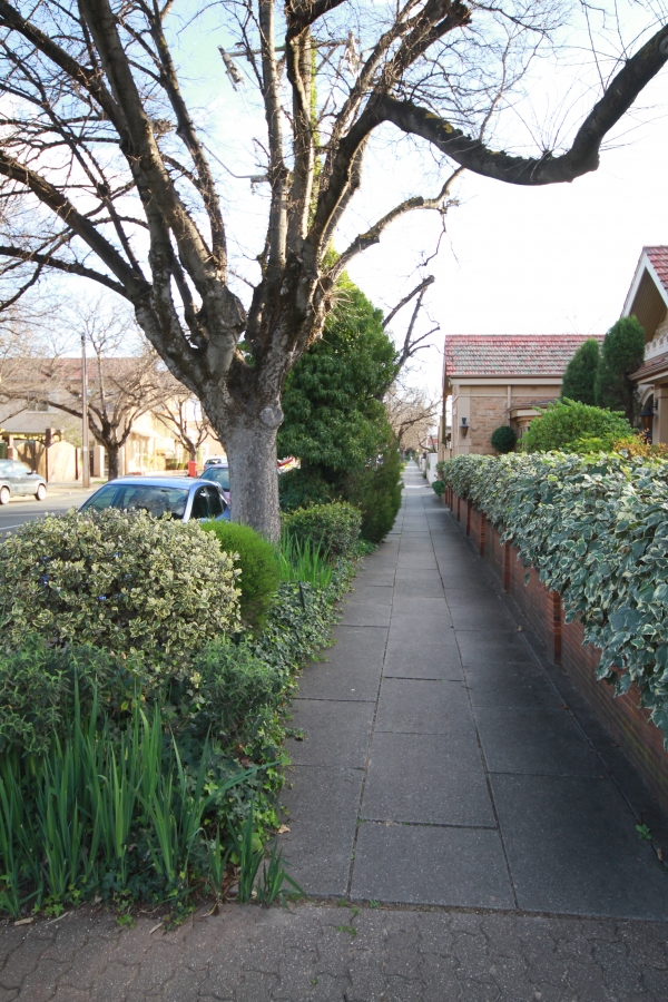 Streets should use trees and plantings that complement the size and character of the street