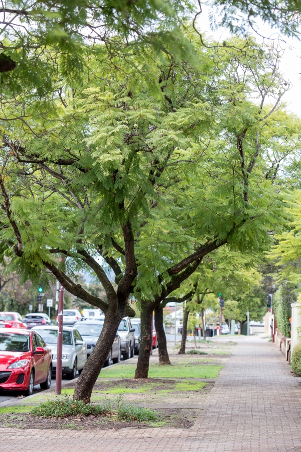 Jacaranda (Jacaranda mimosifolia) is a common species of street tree found in some of the palettes for planting on Terraces