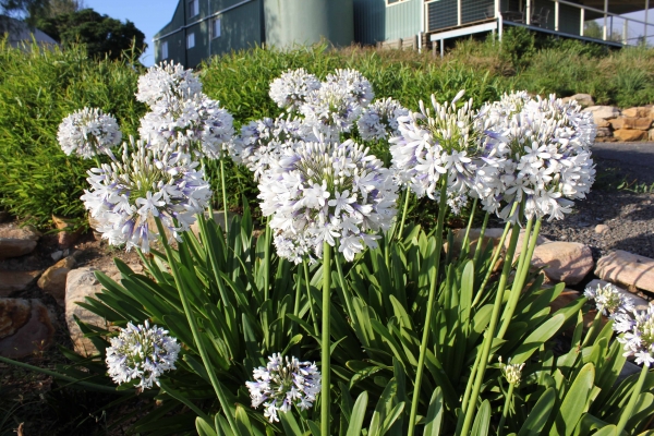 Agapanthus are a common species of plantings used on Terraces